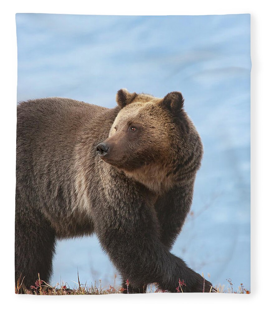Mark Miller Photos Fleece Blanket featuring the photograph Grizzly's Attention by Mark Miller