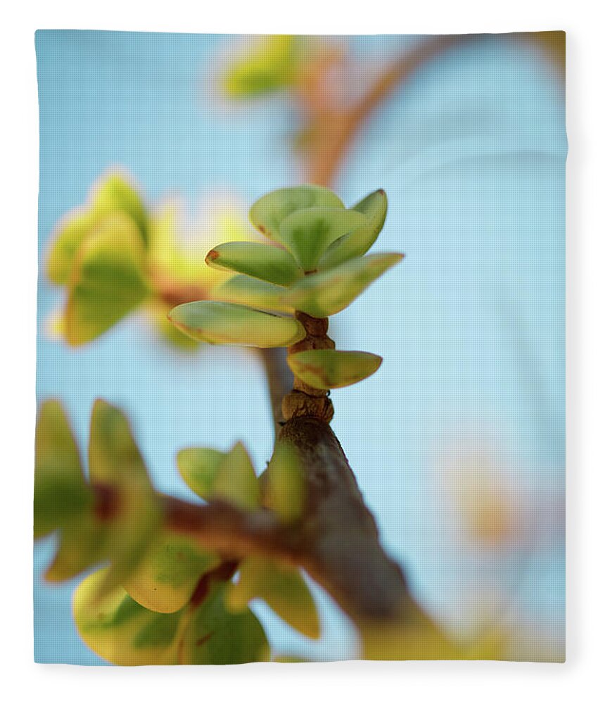 Plant Fleece Blanket featuring the photograph Growth by Ana V Ramirez