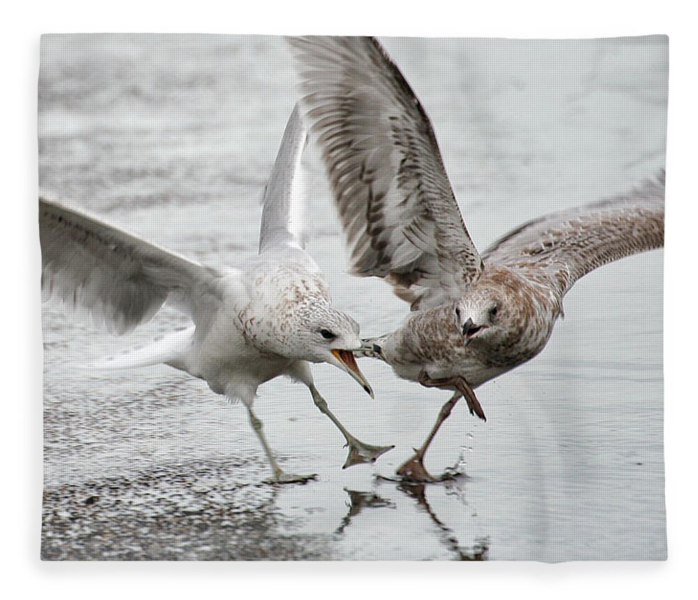 Wildlife Fleece Blanket featuring the photograph Gull Dispute by William Selander