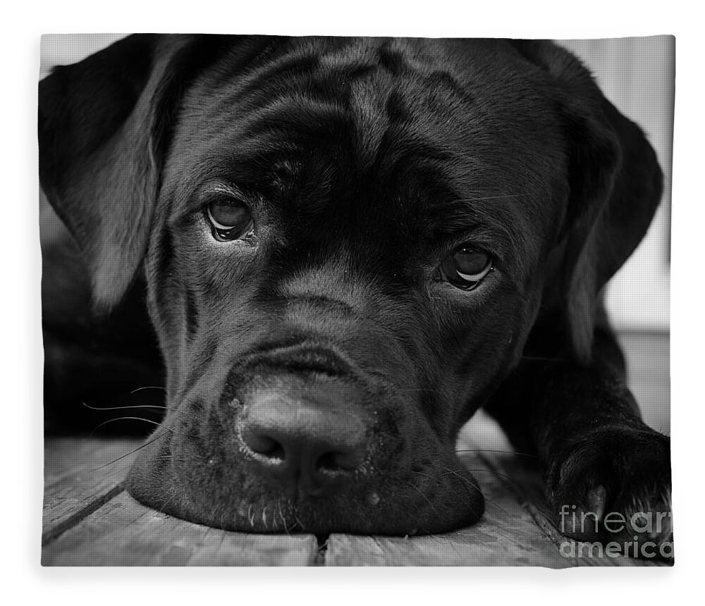 Animals In Nature Fleece Blanket featuring the photograph Gurdy on Porch by PIPA Fine Art - Simply Solid