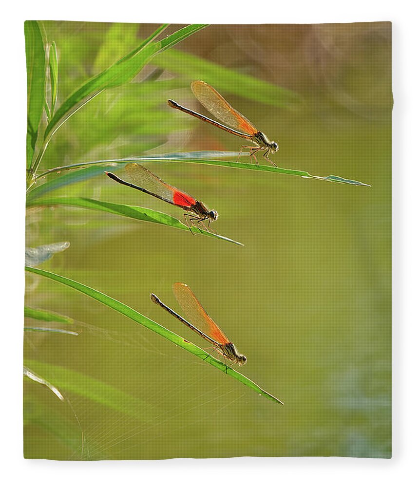 Damselflies Fleece Blanket featuring the photograph Hanging out at the creek by Robert Charity