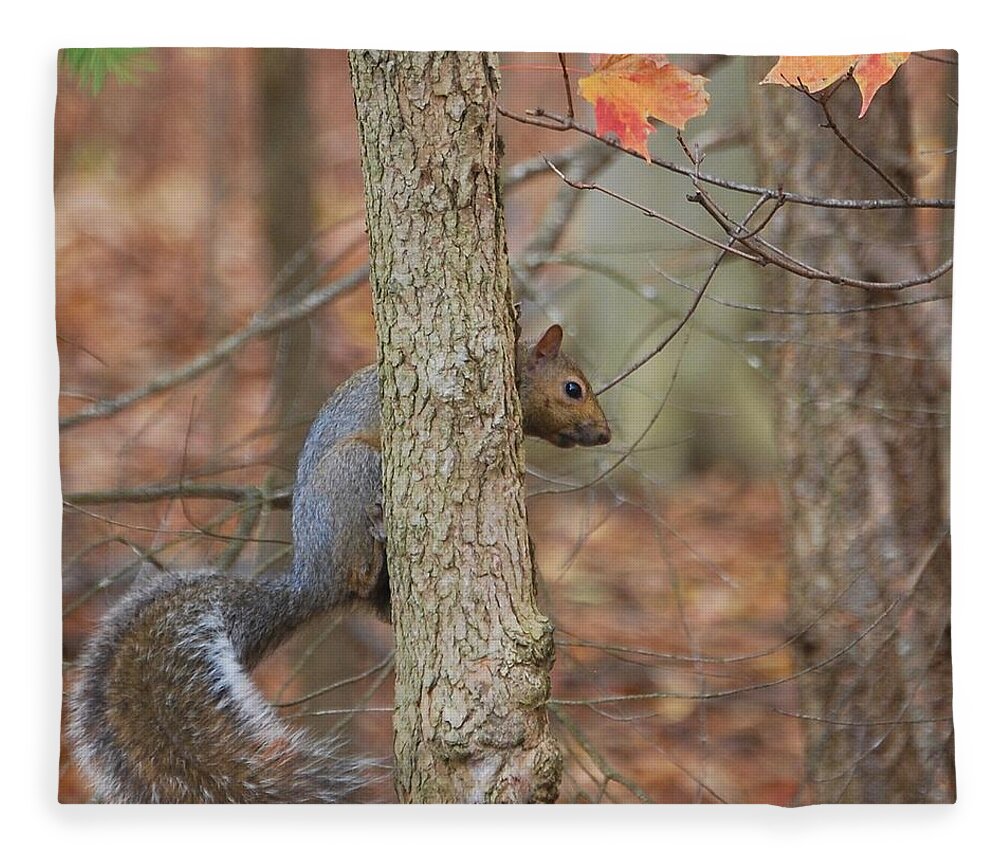 Squirrel Fleece Blanket featuring the photograph Hanging Out by Sonja Jones