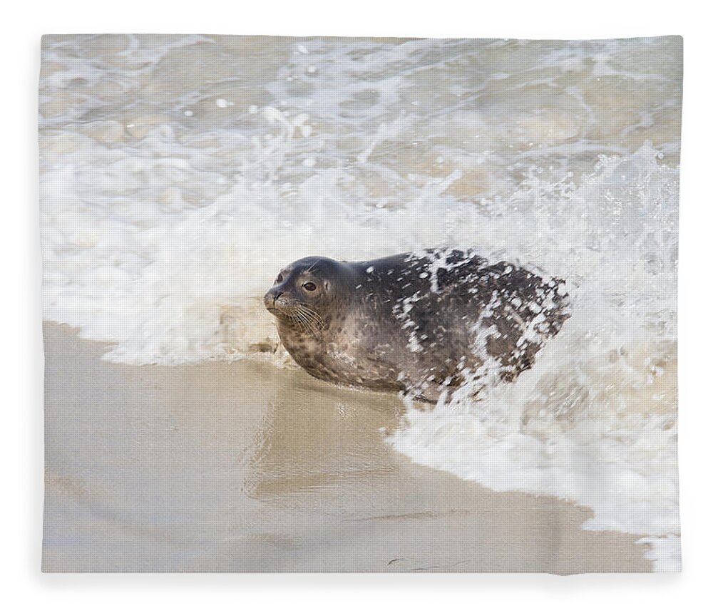 La Jolla Fleece Blanket featuring the photograph Harbor Seal by Paul Schultz