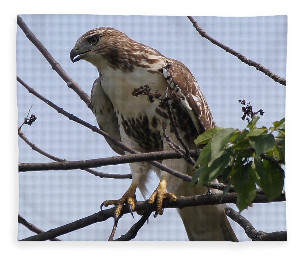 Hawk Fleece Blanket featuring the photograph Hawk Before The Kill by Robert Alter Reflections of Infinity