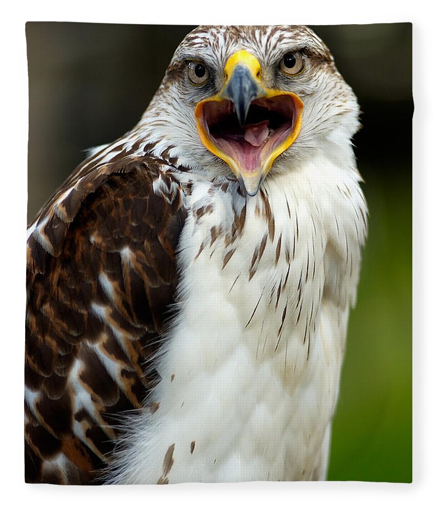 Hawk Fleece Blanket featuring the photograph Hawk by Doug Gibbons
