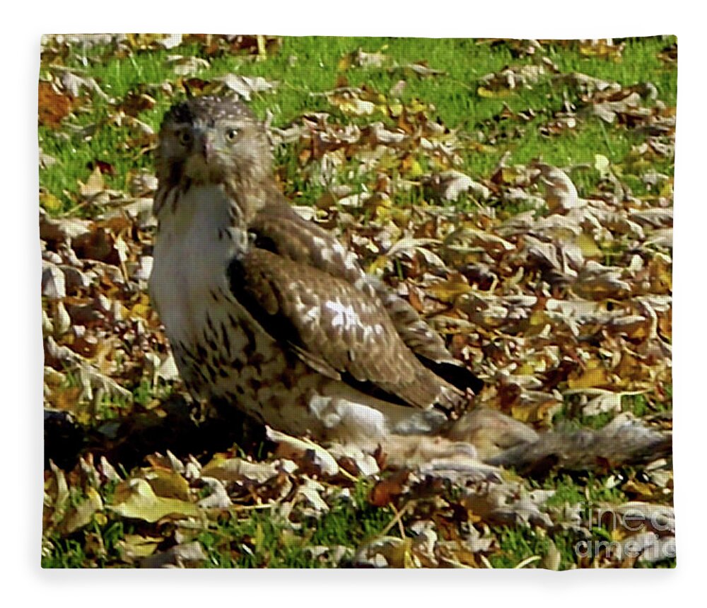 Hawk Falling Leaves Fleece Blanket featuring the photograph Hawk Falling Leaves by Rockin Docks Deluxephotos