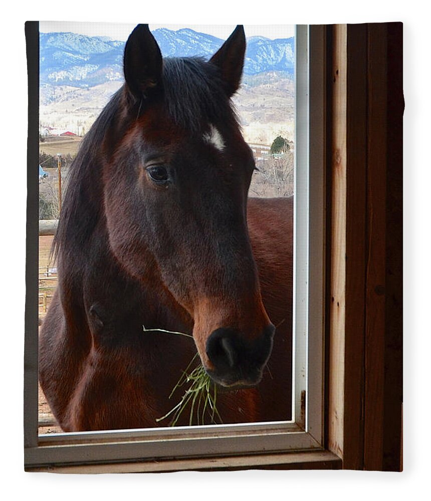Horse Fleece Blanket featuring the photograph Hay There by Cindy Schneider