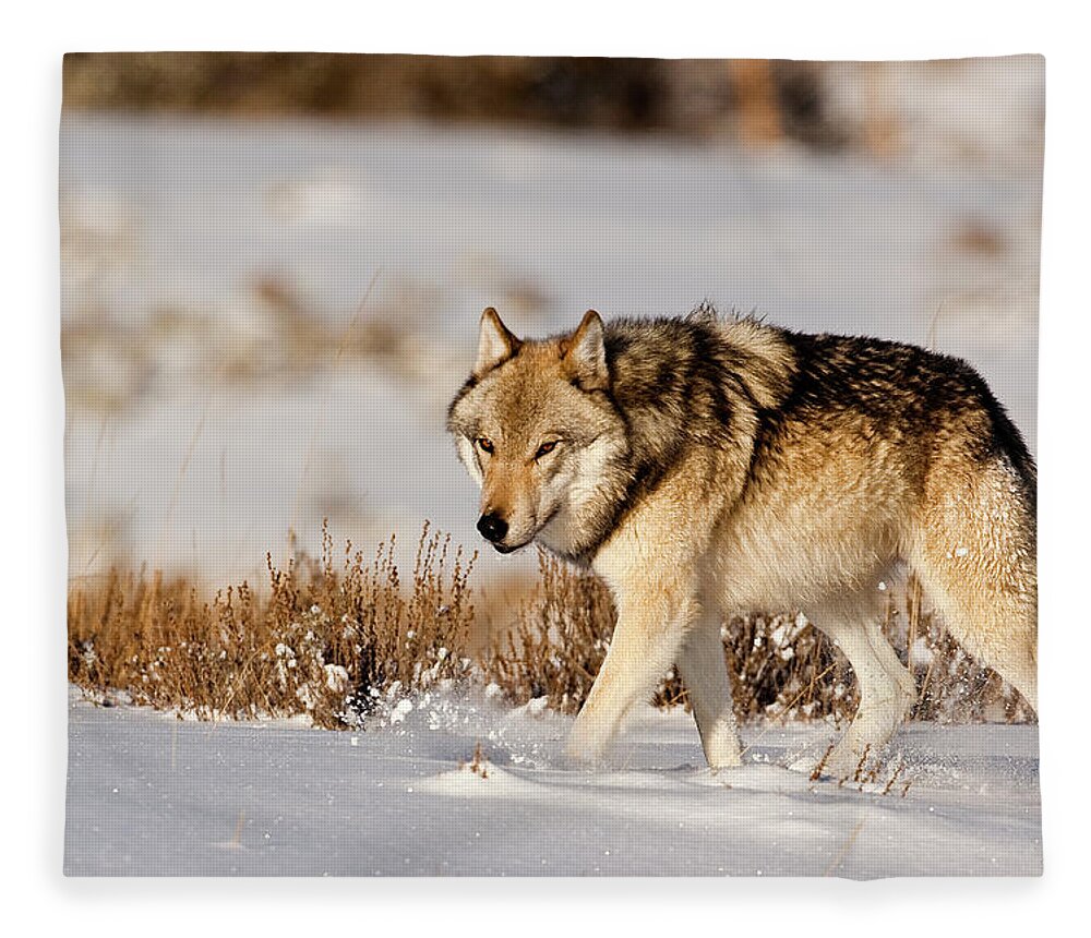Wolf Fleece Blanket featuring the photograph Hayden Pack 541M by Mark Miller