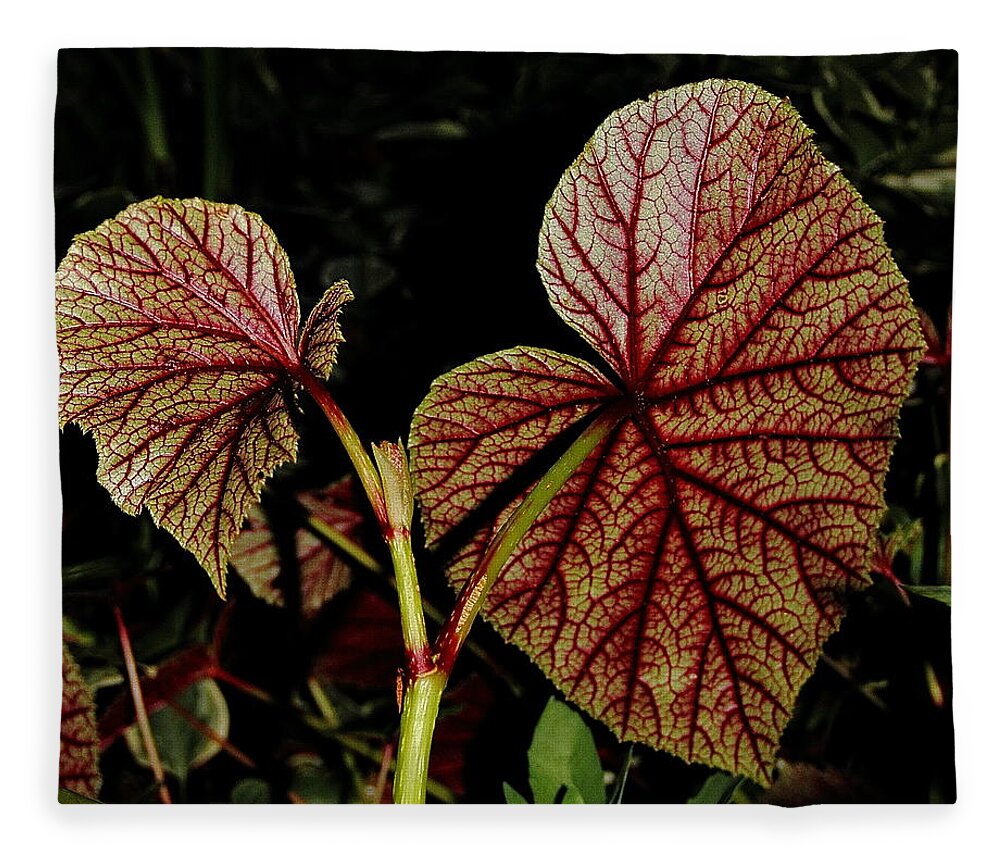 Begonia Fleece Blanket featuring the photograph Hearty Begonia Backside by Allen Nice-Webb