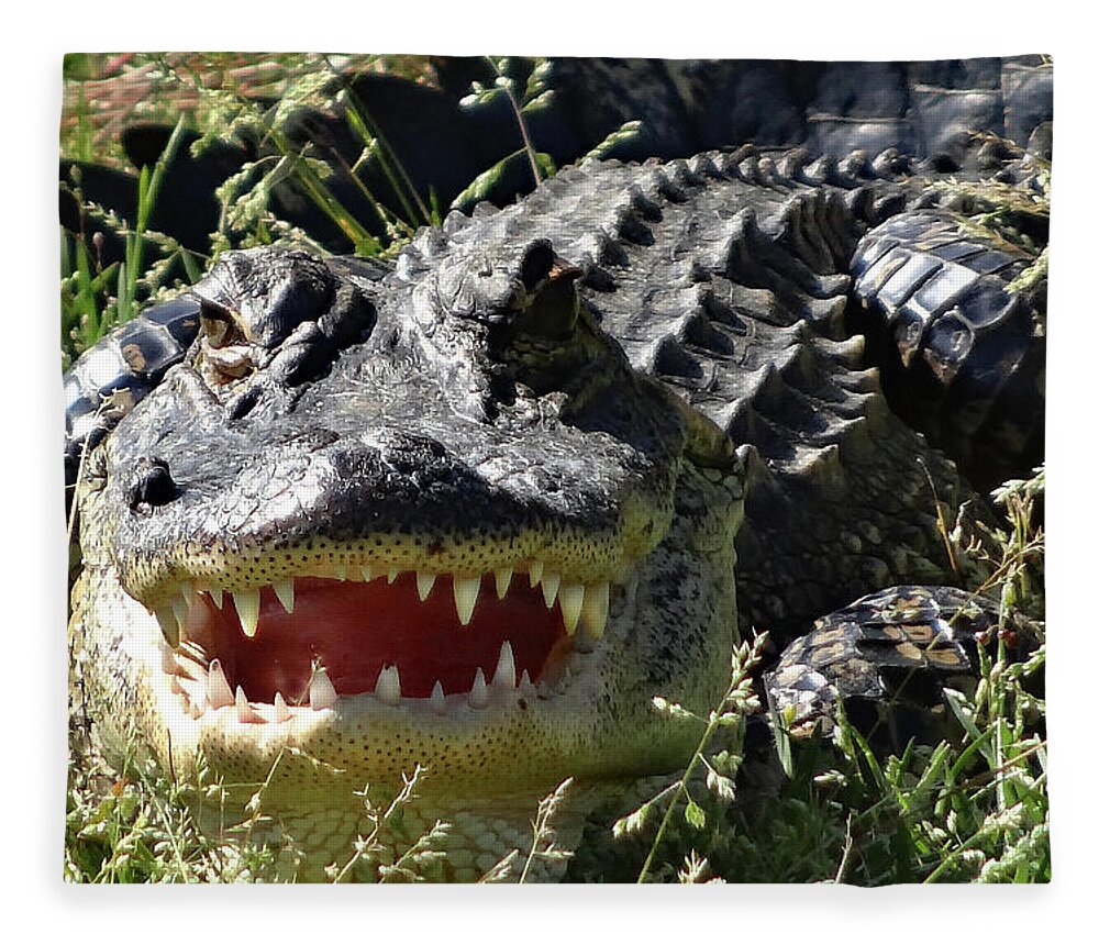 Alligator Fleece Blanket featuring the photograph Hello My Pretty by Jerry Griffin
