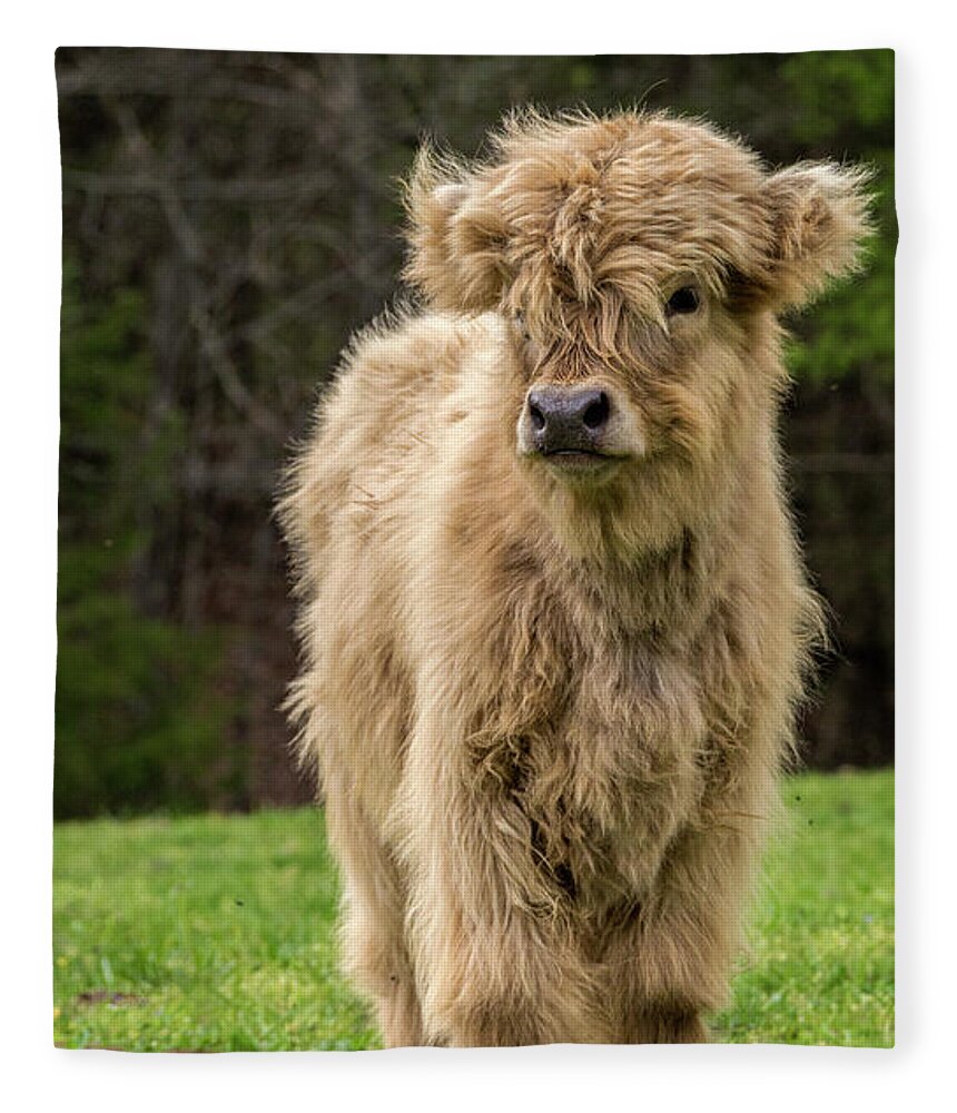 Calf Fleece Blanket featuring the photograph Highland Calf by Holly Ross