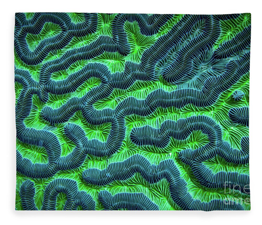 Green Brain Coral Fleece Blanket featuring the photograph Honduran Brain Coral by Doug Sturgess