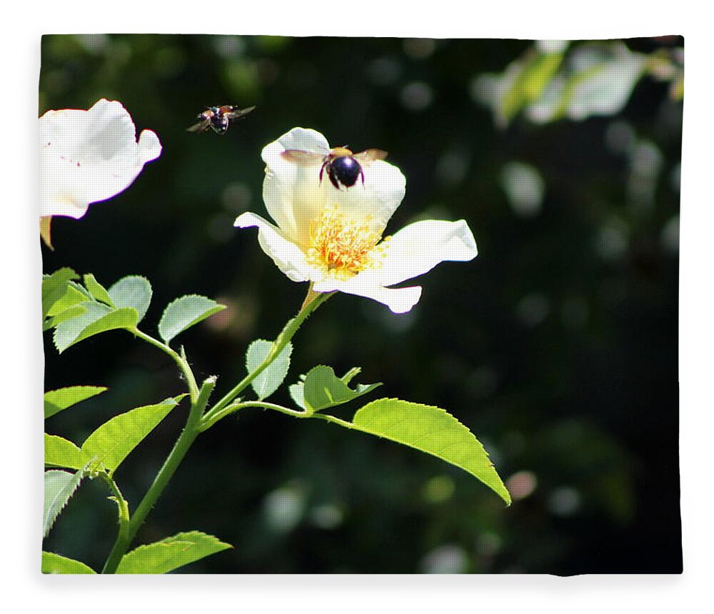 Honey Bee Fleece Blanket featuring the photograph Honey Bees in Flight over White Rose by Colleen Cornelius