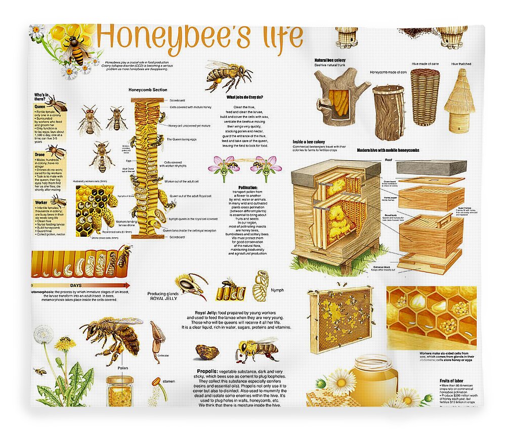 Honey Fleece Blanket featuring the drawing Honey Bees Infographic by Gina Dsgn
