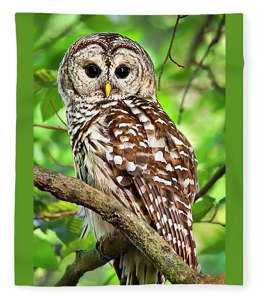 Owl Fleece Blanket featuring the photograph Hoot Owl by Christina Rollo