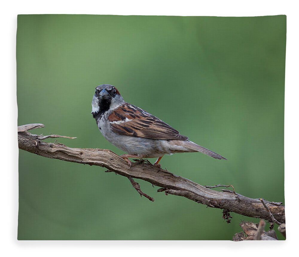 House Sparrow Fleece Blanket featuring the photograph House Sparrow by Holden The Moment