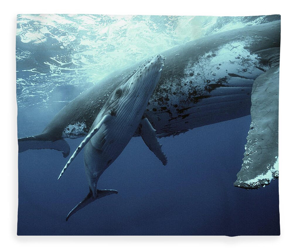 00700233 Fleece Blanket featuring the photograph Humpback Whale and Calf by Mike Parry