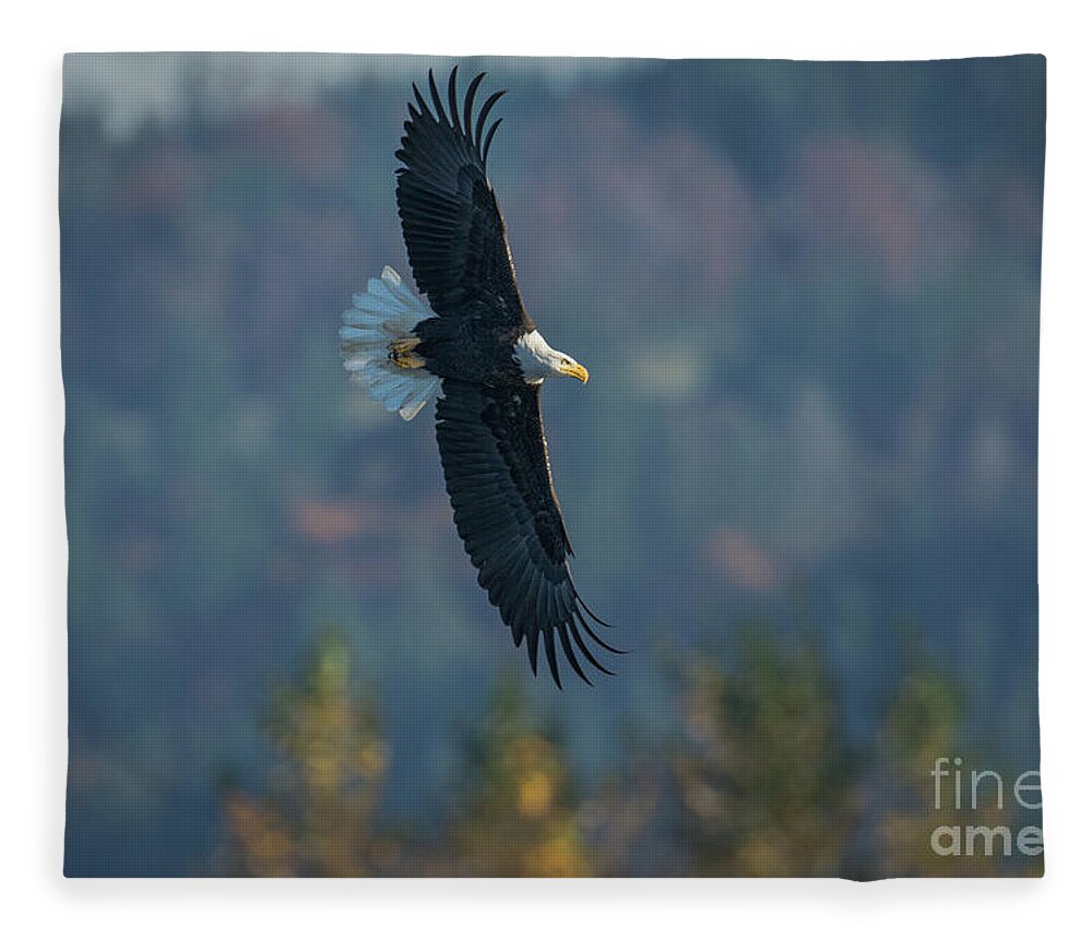 Eagle Fleece Blanket featuring the photograph Hunting by Craig Leaper