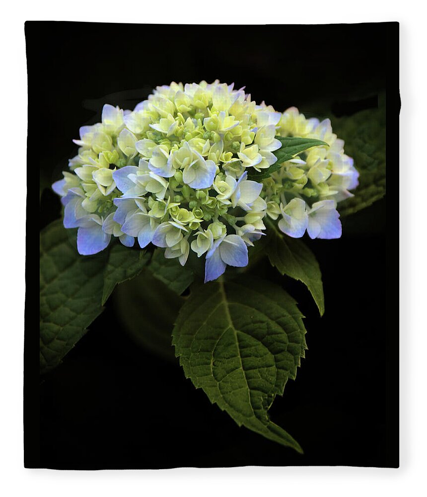 Hydrangea Fleece Blanket featuring the photograph Hydrangea in Bloom by Jessica Jenney