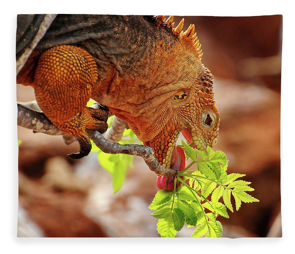 Iguana Fleece Blanket featuring the photograph Iguana Lunch by Ted Keller