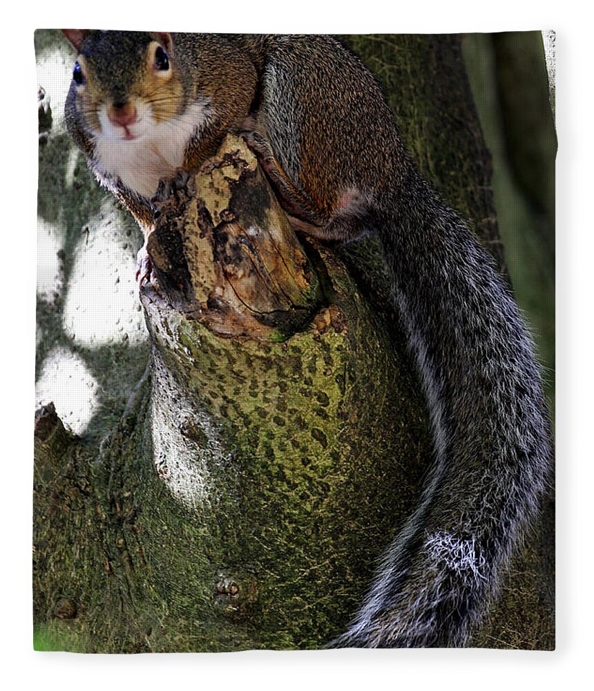 Grey Squirrel Fleece Blanket featuring the photograph I'm Invisible by Jennifer Robin