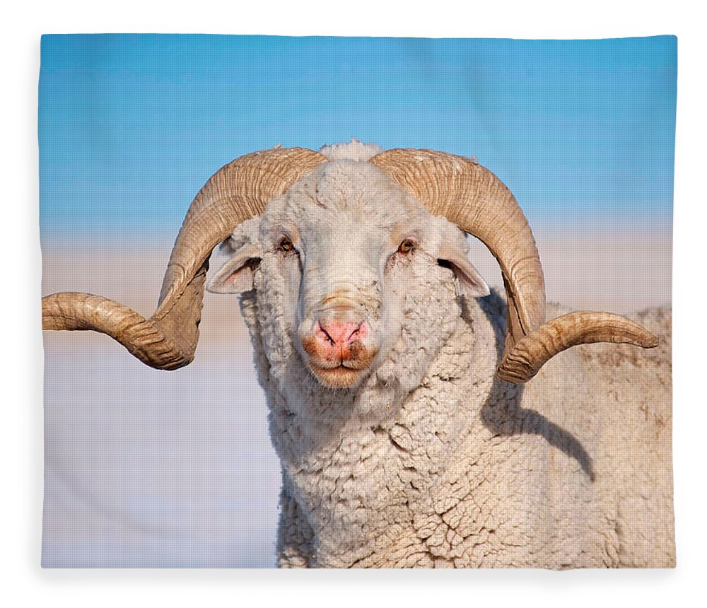 Ram Fleece Blanket featuring the photograph In Charge by Amanda Smith