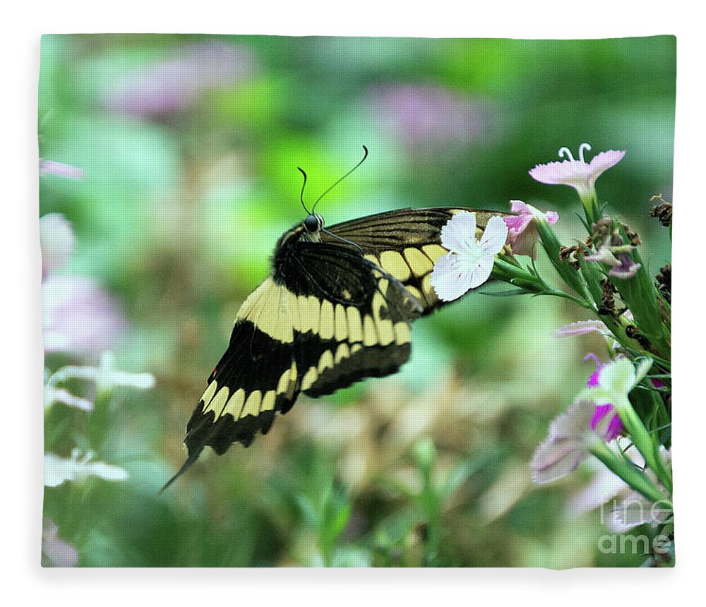 Giant Swallowtail Butterfly Fleece Blanket featuring the photograph Incoming Butterfly by Kathy Kelly