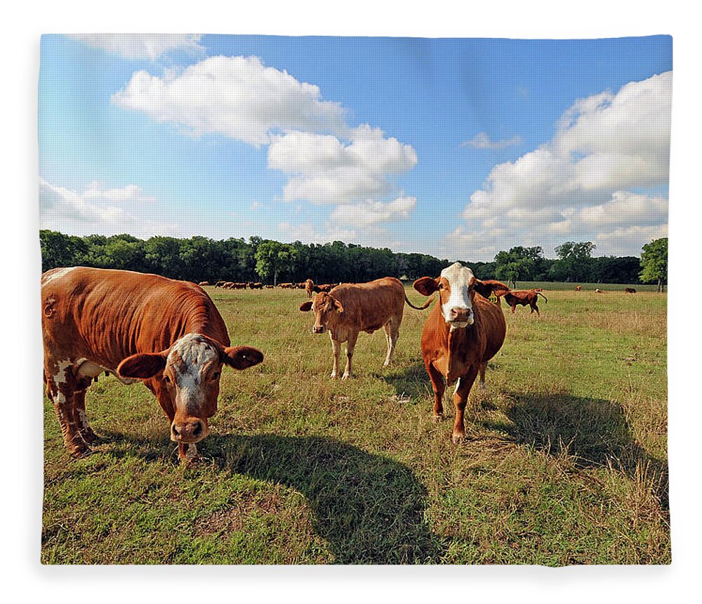 Inquisitive Fleece Blanket featuring the photograph Inquisitive Cattle by Ted Keller