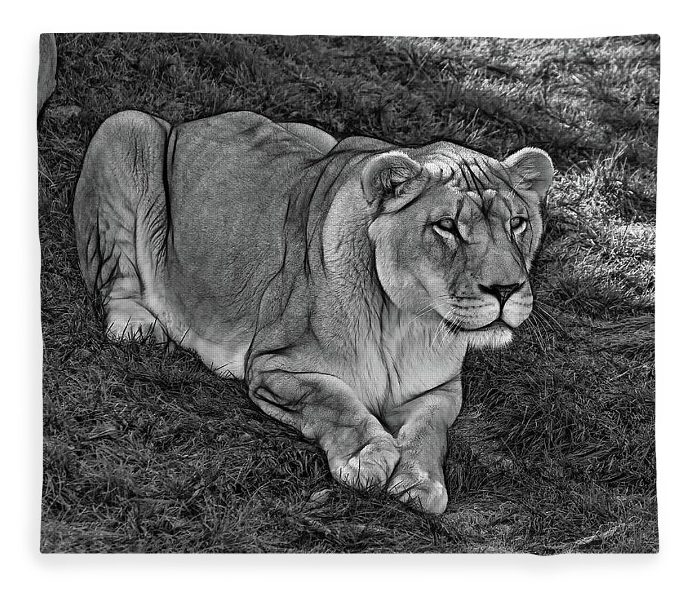 Lion Fleece Blanket featuring the photograph Intensity 3 bw by Steve Harrington