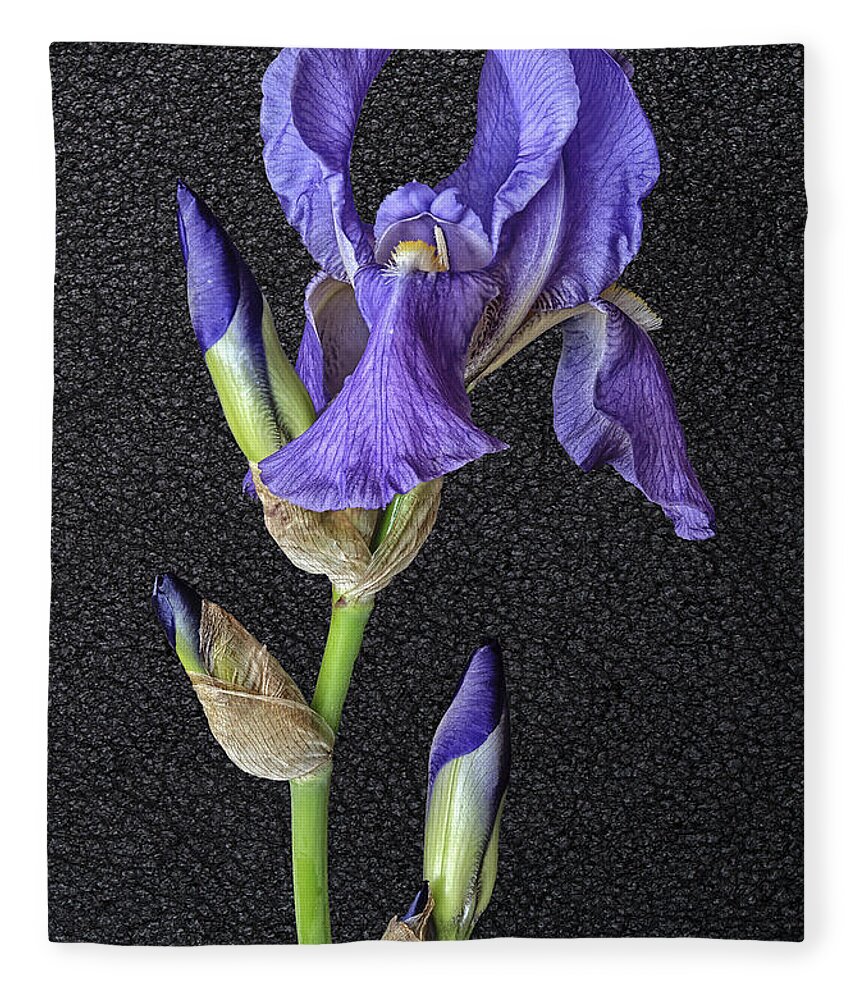 Iris On Black Leather Fleece Blanket featuring the photograph Iris On Black Leather by Wes and Dotty Weber