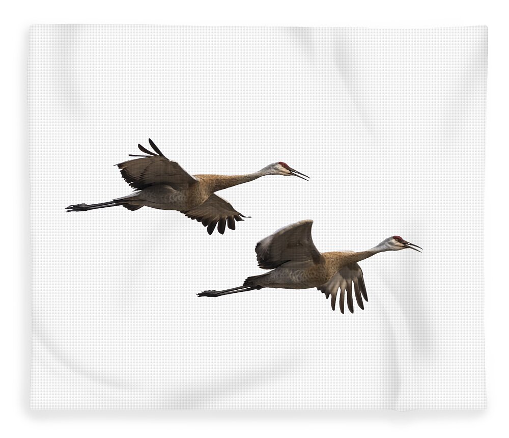 Sandhill Cranes Fleece Blanket featuring the photograph Isolated Sandhill Cranes 2016-1 by Thomas Young
