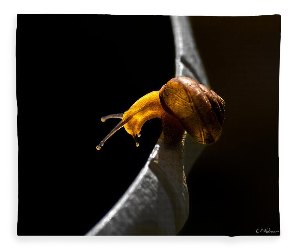 Insect Fleece Blanket featuring the photograph It's Dark Down There by Christopher Holmes