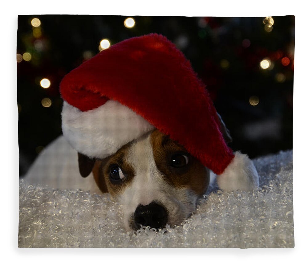Jack Russel Christmas Fleece Blanket featuring the photograph Jack Russel Christmas by Ann Bridges