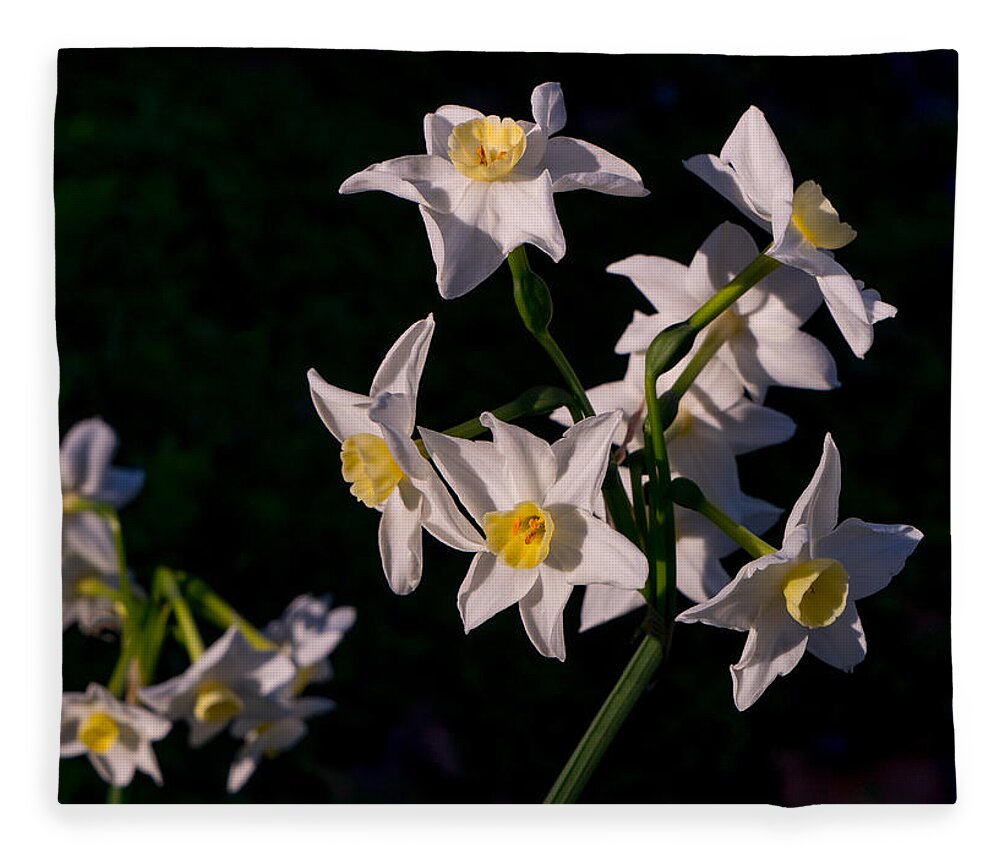 Flower Fleece Blanket featuring the photograph January Surprise by Derek Dean