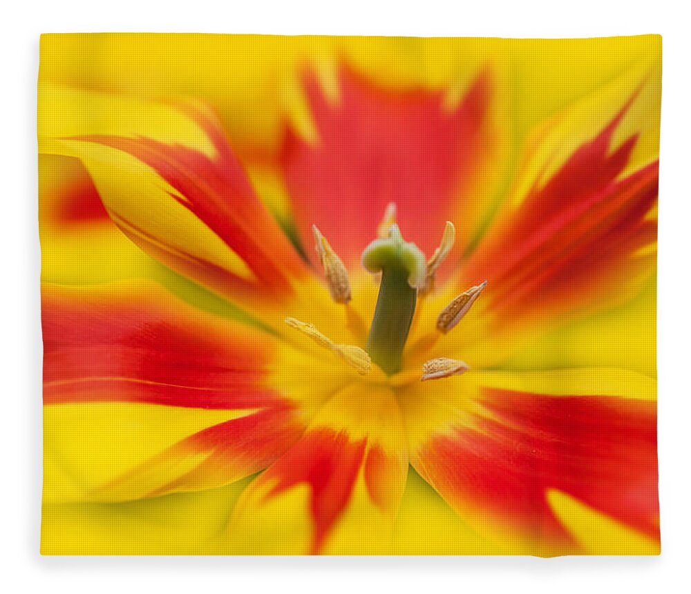 Tulip Fleece Blanket featuring the photograph Joyful Life by Jenny Rainbow