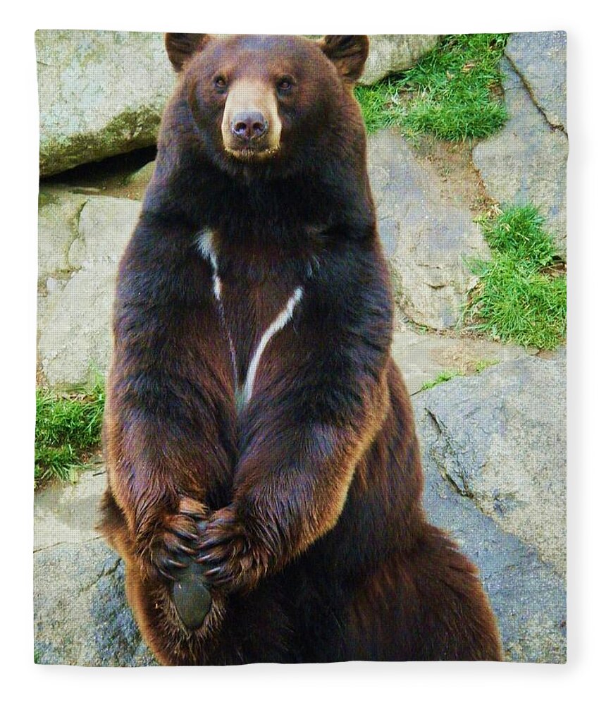Kodiak Bear Fleece Blanket featuring the photograph Just Chillin by Scarlett Royale