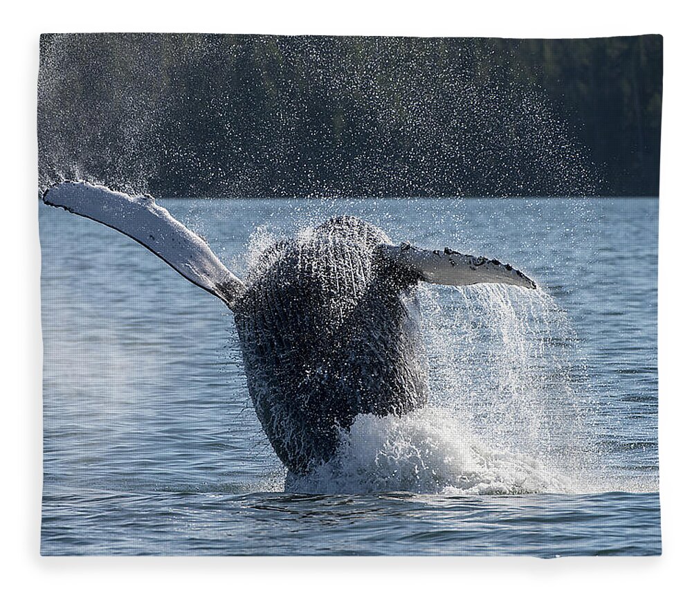 Whale Fleece Blanket featuring the photograph Just Do It by Bill Cubitt