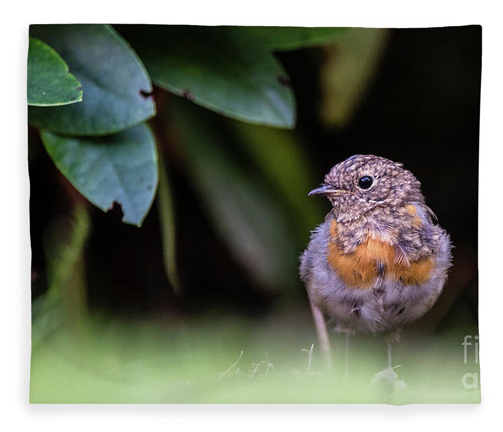 Robin Fleece Blanket featuring the photograph Juvenile Robin by Torbjorn Swenelius