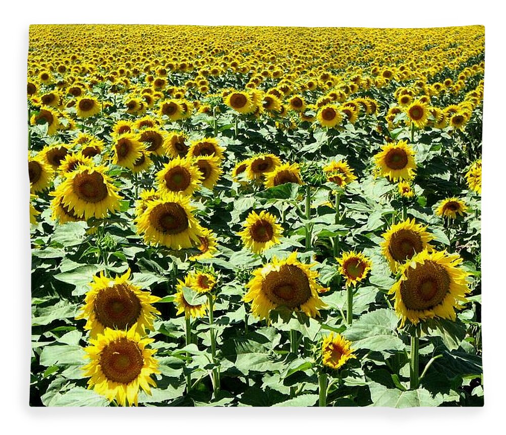 Sunflowers Fleece Blanket featuring the photograph Kansas Sunflower Field by Keith Stokes