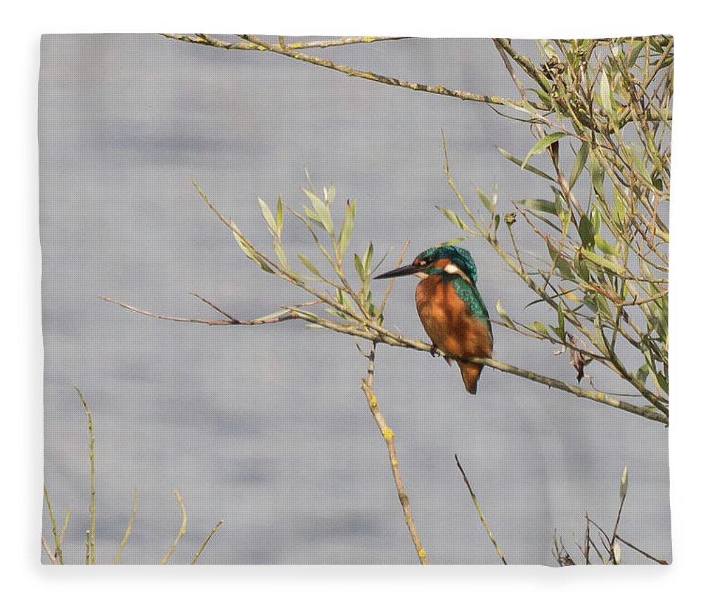 ©wendy Cooper Fleece Blanket featuring the photograph Kingfisher Waiting by Wendy Cooper