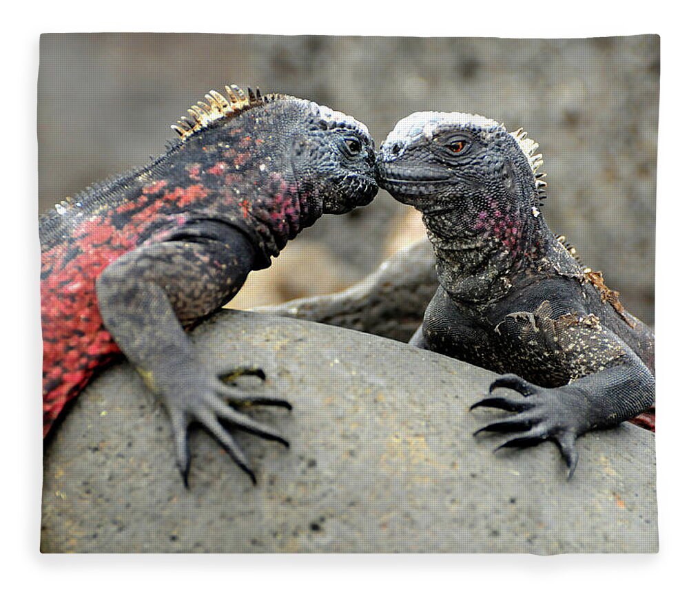 Iguana Fleece Blanket featuring the photograph Kissing Iguanas by Ted Keller