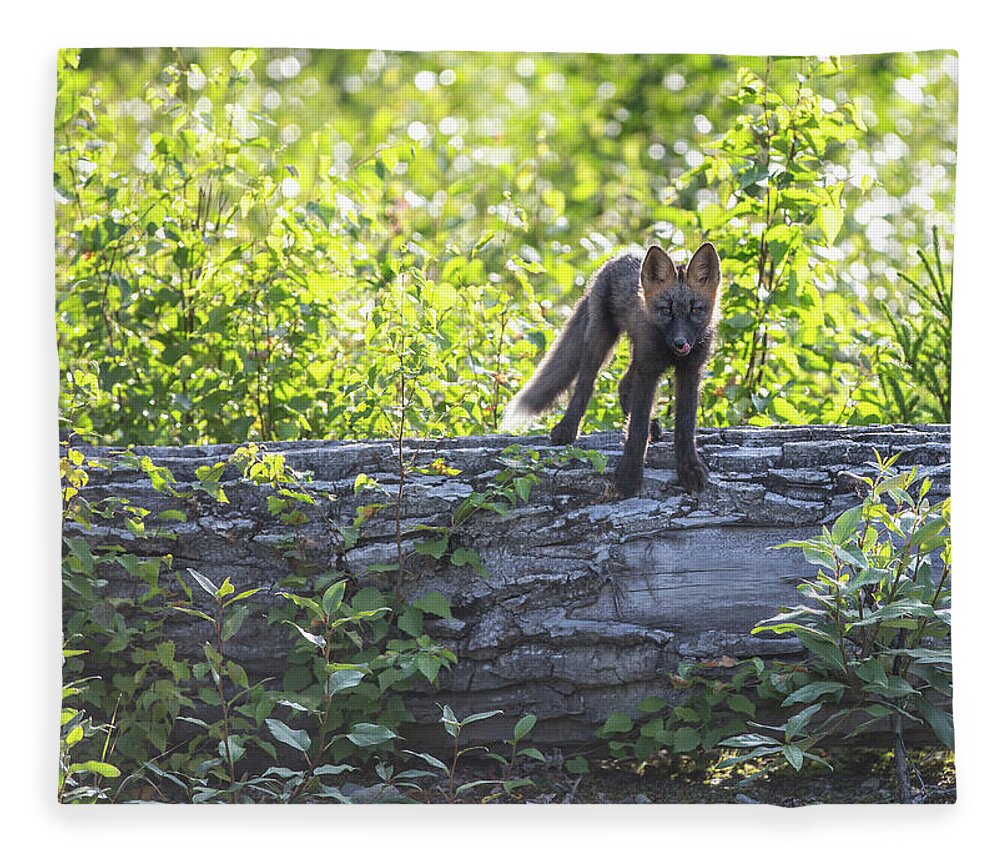 Sam Amato Photography Fleece Blanket featuring the photograph Kit Red Fox by Sam Amato