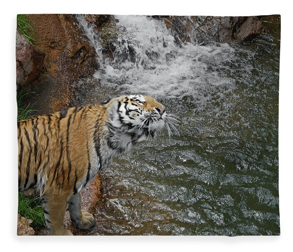 Tiger Fleece Blanket featuring the photograph Kitty Got Wet 2 by Ernest Echols