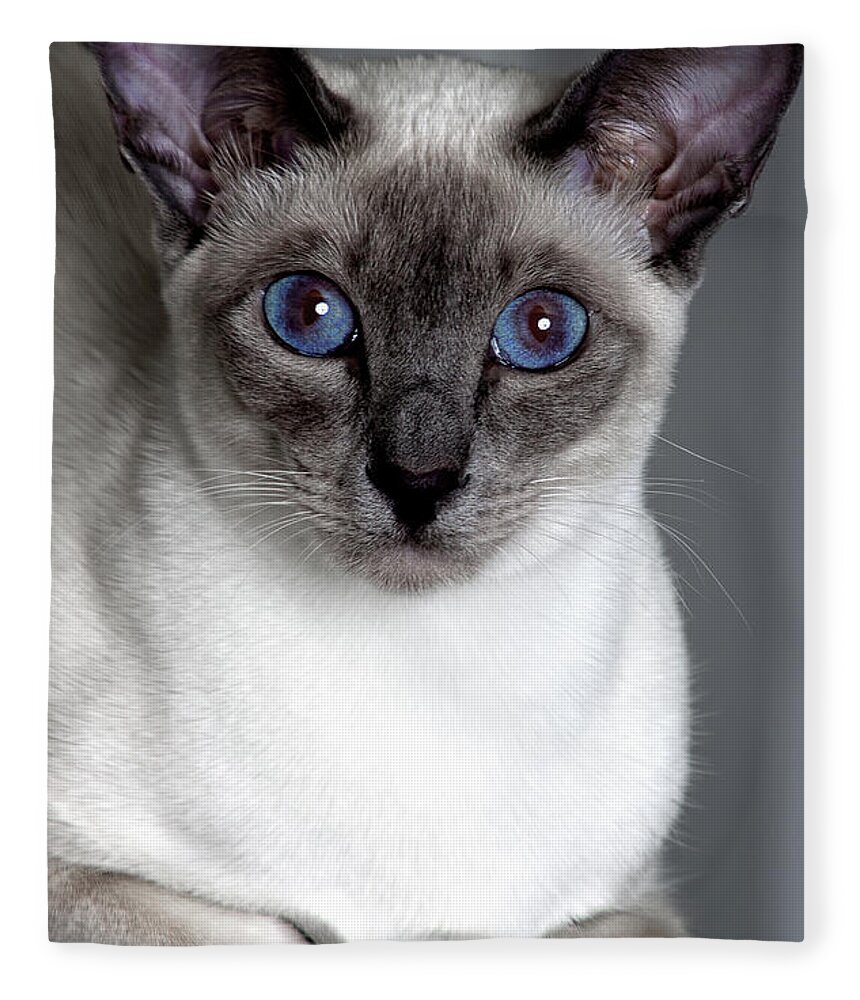 Photograph Fleece Blanket featuring the photograph Kitty Stares by Reynaldo Williams