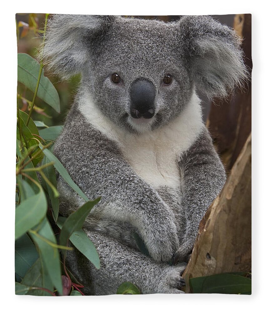 00446165 Fleece Blanket featuring the photograph Koala by Zssd