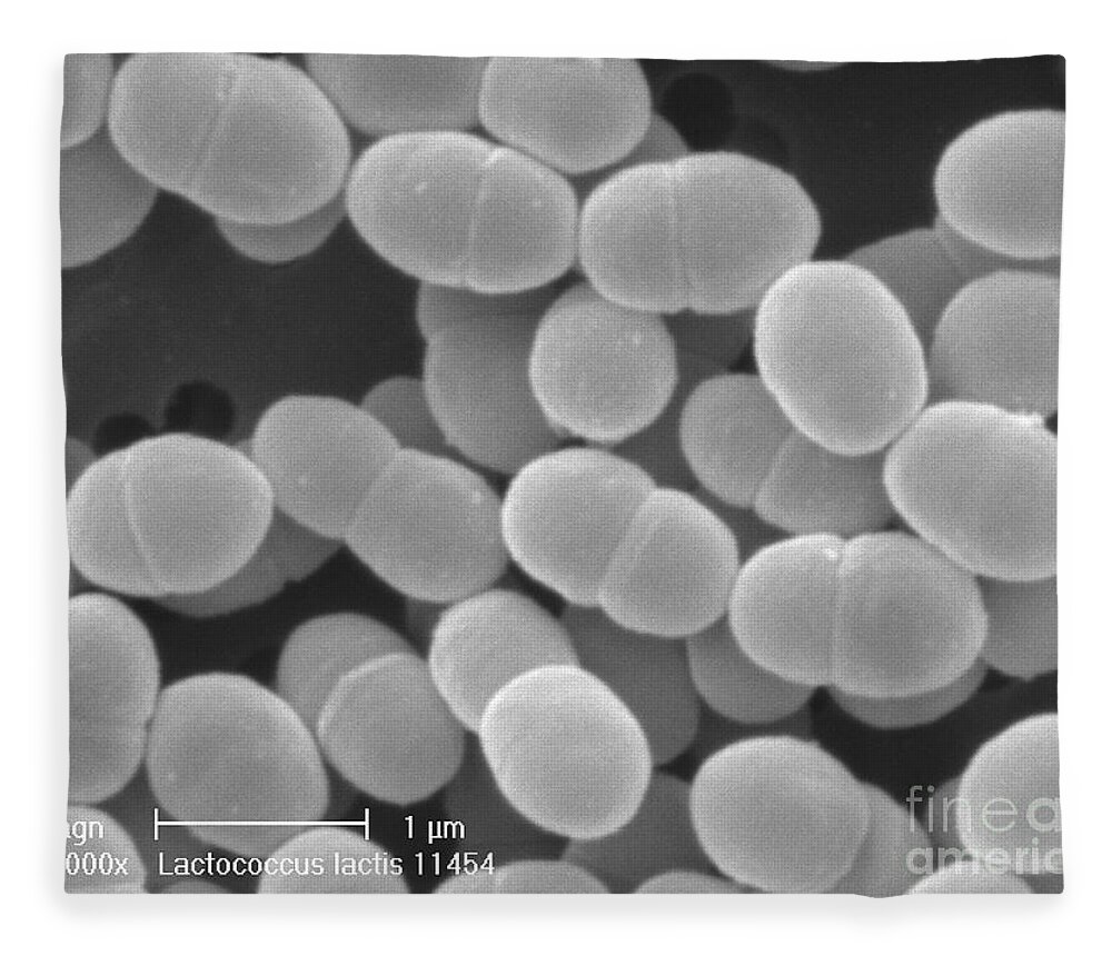 Lactococcus Lactis Fleece Blanket featuring the photograph Lactococcus Lactis by Scimat