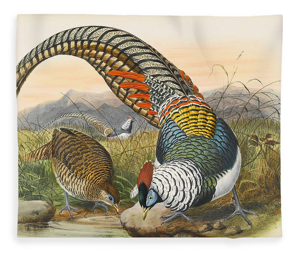 Joseph Wolf Fleece Blanket featuring the drawing Lady Amherst's pheasant. Chrysolophus amherstiae by Joseph Wolf