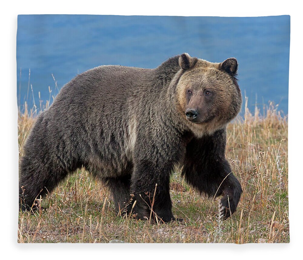 Mark Miller Photos Fleece Blanket featuring the photograph Lakeside Grizzly by Mark Miller