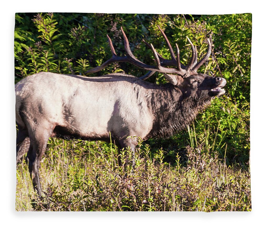 Bull Fleece Blanket featuring the photograph Large Bull Elk Bugling by D K Wall