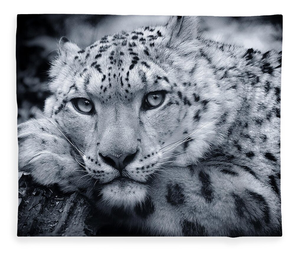 Snow Leopard Fleece Blanket featuring the photograph Large Snow Leopard Portrait by Chris Boulton